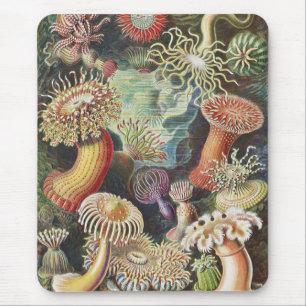 Sea Anemones, Actiniae Seeanemonen Ernst Haeckel Musmatta
