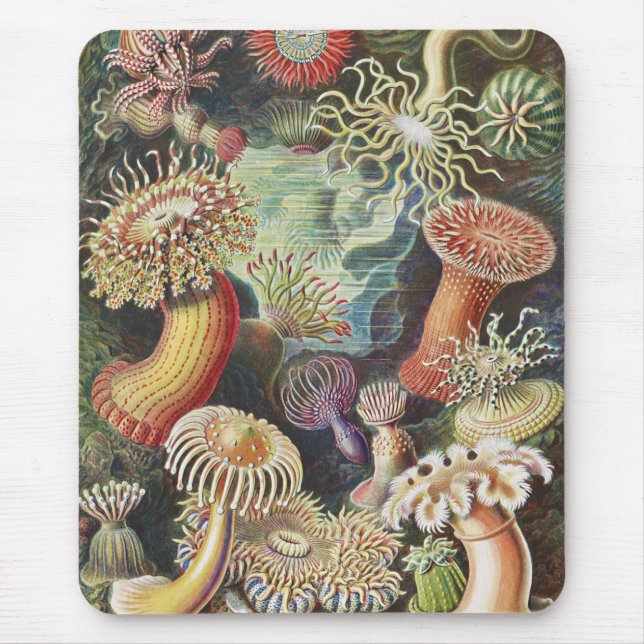 Sea Anemones, Actiniae Seeanemonen Ernst Haeckel Musmatta (Framsidan)