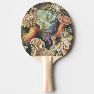 Sea Anemones, Actiniae Seeanemonen Ernst Haeckel Pingisracket