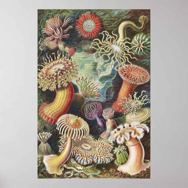 Sea Anemones, Actiniae Seeanemonen Ernst Haeckel Poster (Framsidan)