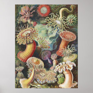 Sea Anemones, Actiniae Seeanemonen Ernst Haeckel Poster