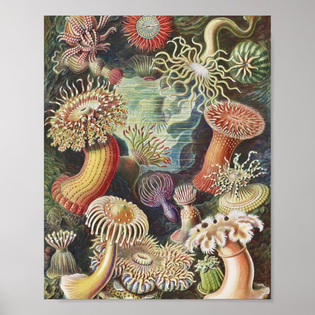 Sea Anemones, Actiniae Seeanemonen Ernst Haeckel Poster (Framsidan)
