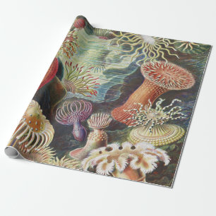 Sea Anemones, Actiniae Seeanemonen Ernst Haeckel Presentpapper