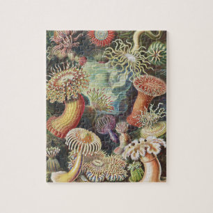 Sea Anemones, Actiniae Seeanemonen Ernst Haeckel Pussel