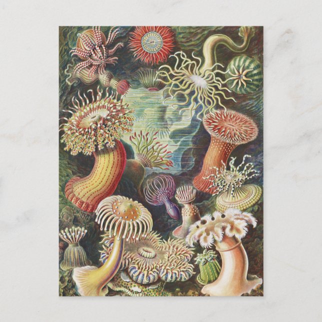 Sea Anemones, Actiniae Seeanemonen Ernst Haeckel Vykort (Framsida)