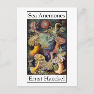 Sea Anemones av Ernst Haeckel Vykort