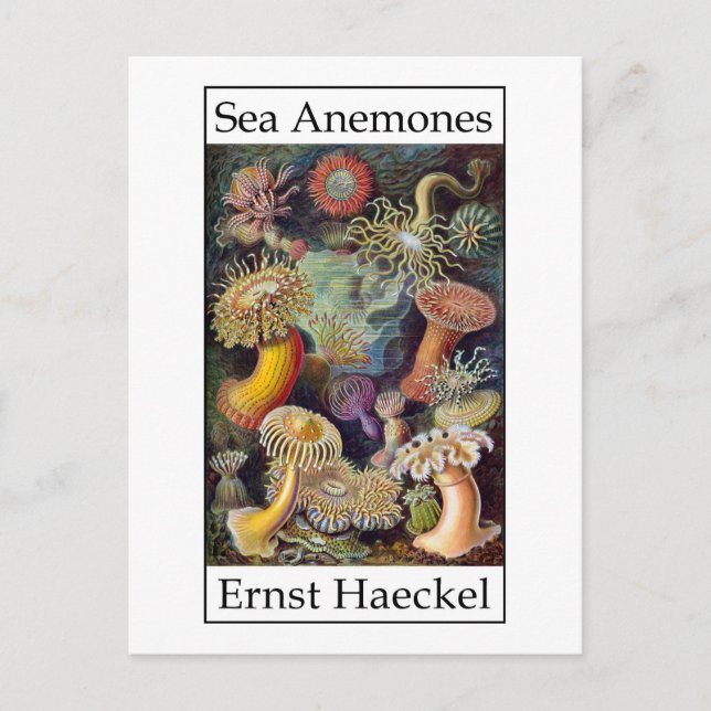 Sea Anemones av Ernst Haeckel Vykort (Framsida)