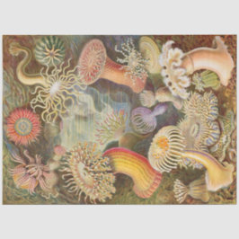 Sea Anemones Ernst Haeckel Decoupage-papper