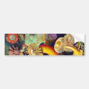 Sea Anemones Ernst Haeckel Fine Art Bildekal