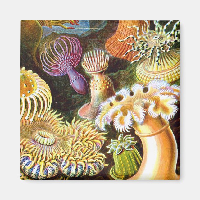 Sea Anemones Ernst Haeckel Fine Art Magnet (Framsidan)