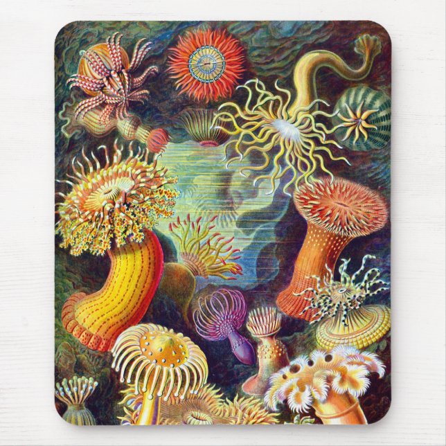 Sea Anemones Ernst Haeckel Fine Art Musmatta (Framsidan)