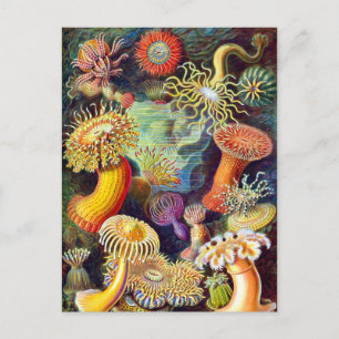 Sea Anemones Ernst Haeckel Fine Art Vykort