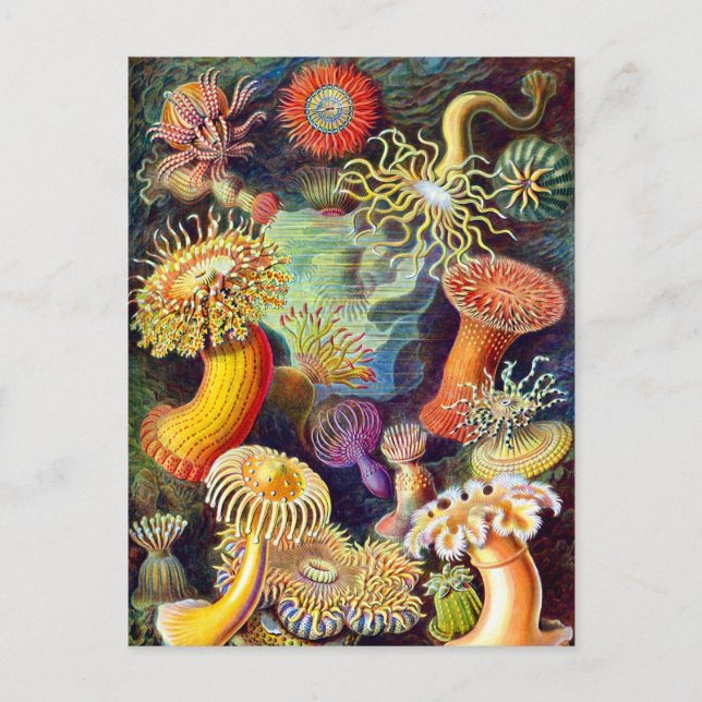 Sea Anemones Ernst Haeckel Fine Art Vykort (Framsida)