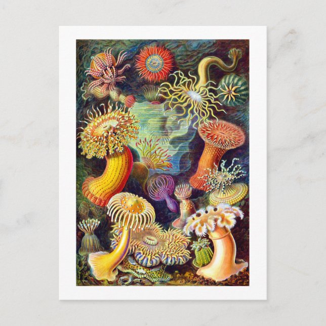 Sea Anemones Ernst Haeckel Fine Art Vykort (Framsida)