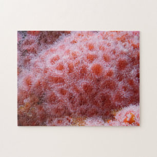 Sea Anenome, Pastel Rosa Pussel