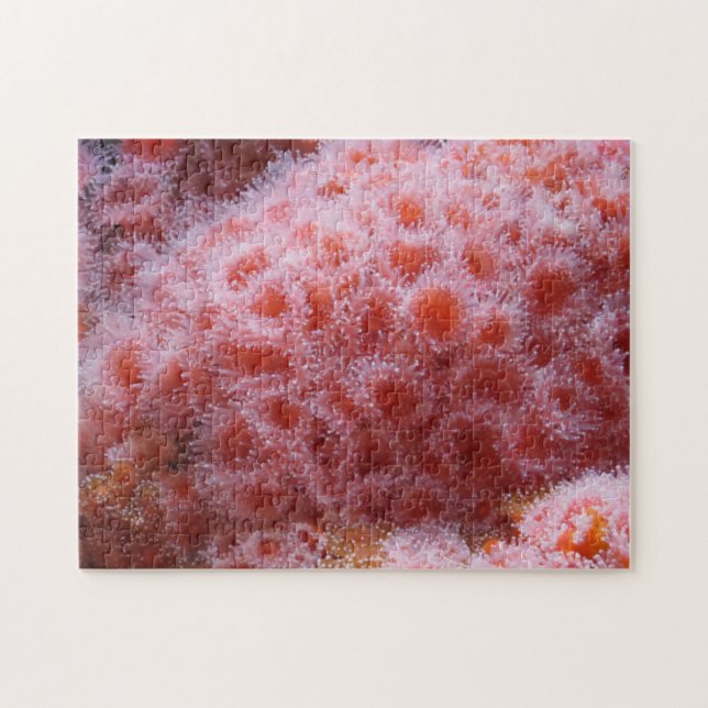 Sea Anenome, Pastel Rosa Pussel (Horisontell)