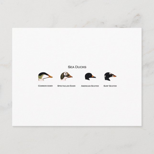 Sea Ankor Logotyp (titel) Vykort (Framsida)