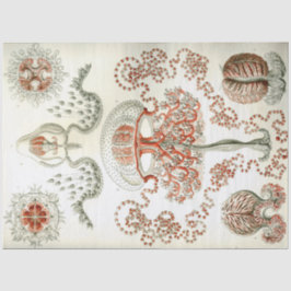 Sea Anthomedusae Ernst Haeckel Decoupage