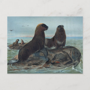 Sea Bear by Joseph Varg Vykort