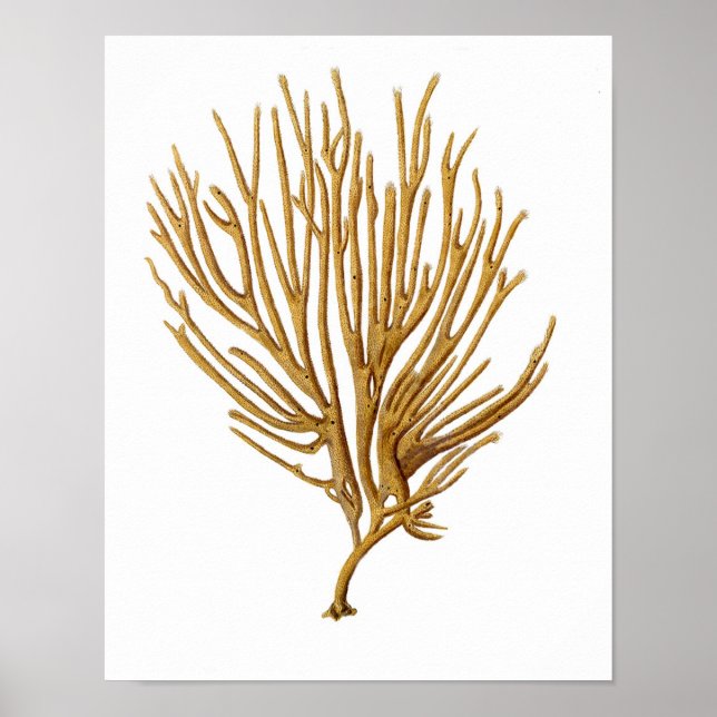 Sea Coral No.12 Antique Natural History Print Poster (Framsidan)