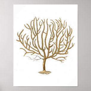 Sea Coral No.4 Antique Natural History Print Poster