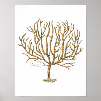 Sea Coral No.4 Antique Natural History Print Poster