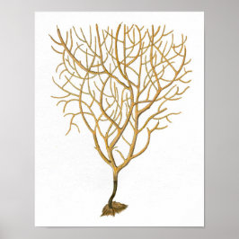 Sea Coral No.6 Naturhistorik Skriv ut Poster