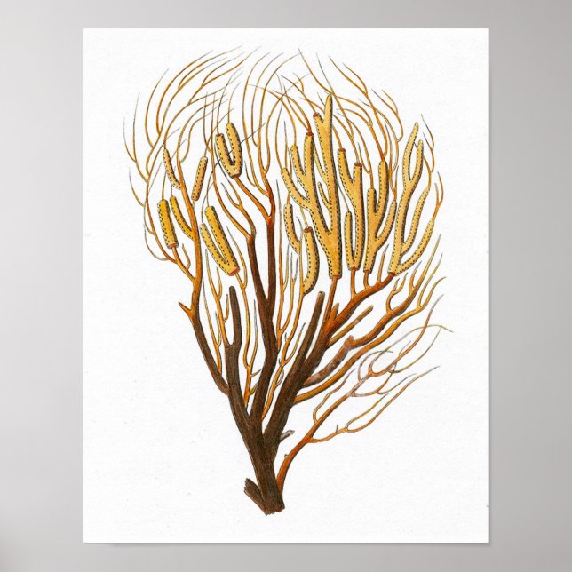 Sea Coral No.7 Antique Natural History Print Poster (Framsidan)