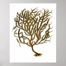 Sea Coral nr 11 Beach Decor Art Print