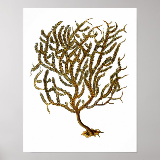 Sea Coral nr 11 Beach Decor Art Print Poster (Framsidan)