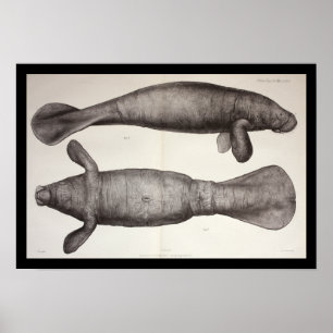 Sea Cow Manatee Marine Biology Print Poster