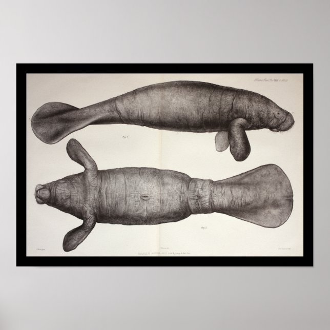 Sea Cow Manatee Marine Biology Print Poster (Framsidan)