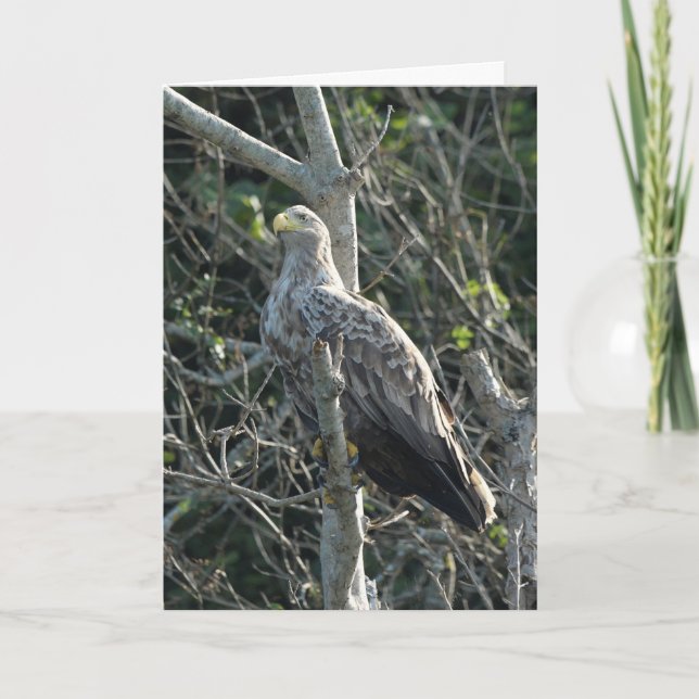 Sea Eagle i Skottland Kort (Framsida)