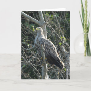 Sea Eagle i Skottland Kort