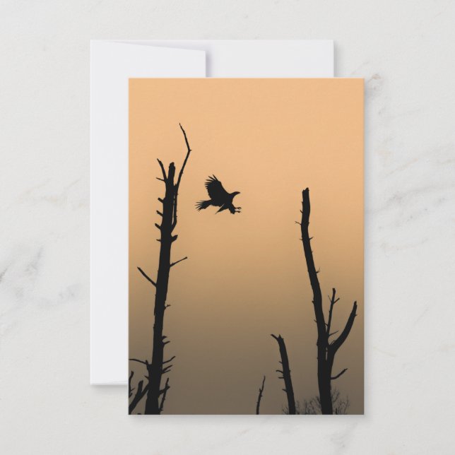 Sea-Eagle Wildlife Photo Kort (Framsida)