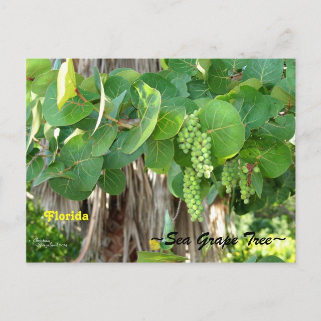 Sea Grapes Träd Bush Florida Postcard Vykort (Framsida)