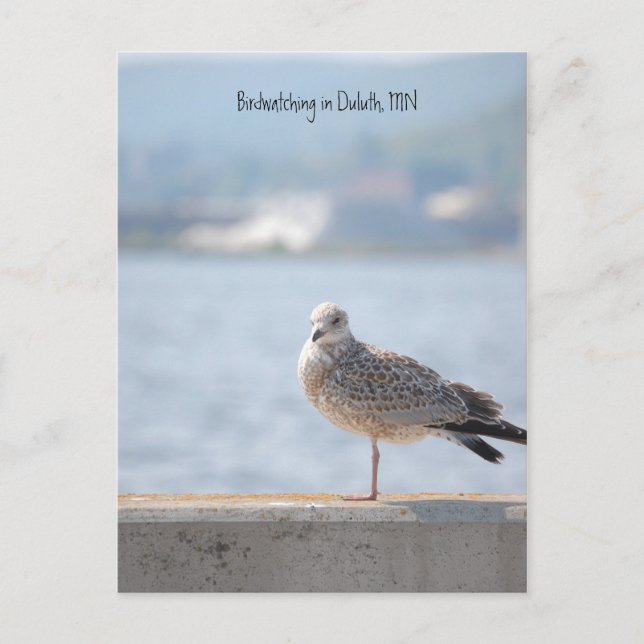 Sea Gull2, Fågelskådning i Duluth, MN Vykort (Framsida)
