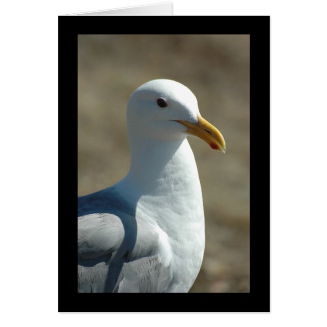Sea Gull Hälsningskort (Framsidan)