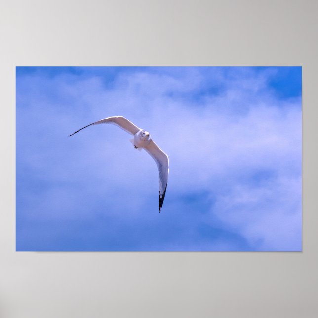 Sea gull in flight poster (Framsidan)