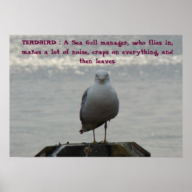 "Sea Gull manager", som.. Poster (Framsidan)