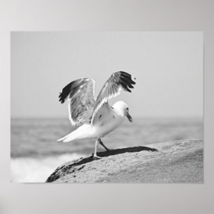 Sea Gull on Beach Sten Black and White Print Poster