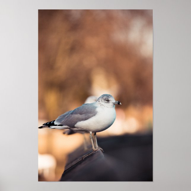 Sea Gull Poster (Framsidan)