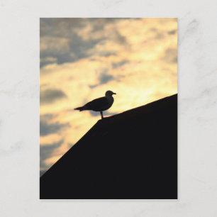 Sea Gull Sunset Vykort