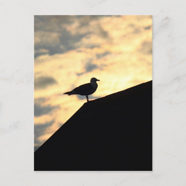 Sea Gull Sunset Vykort (Framsida)