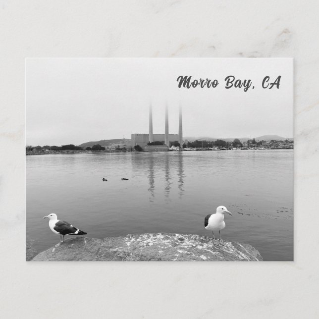 Sea Gulls i Morro Bay California Vykort (Framsida)