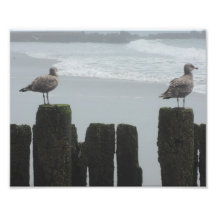 Sea Gulls vid Watch