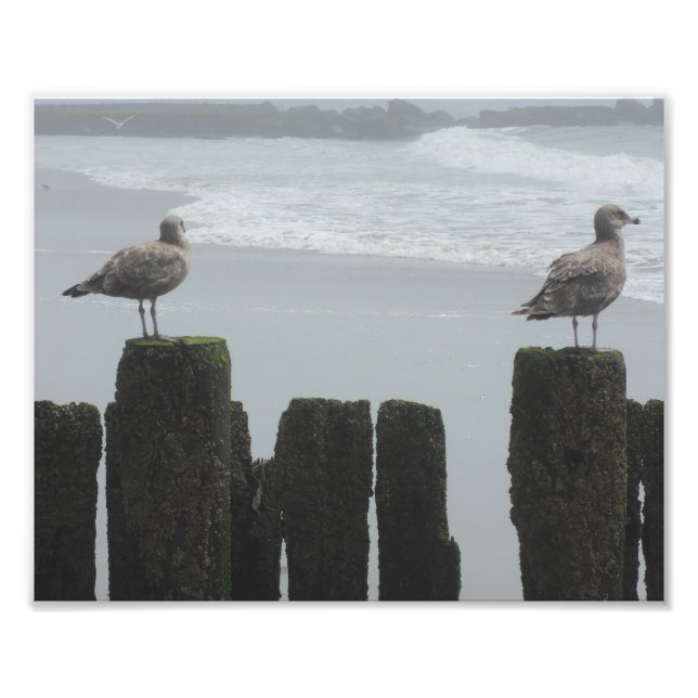 Sea Gulls vid Watch Fototryck (Framsidan)