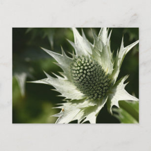 Sea Holly Vykort