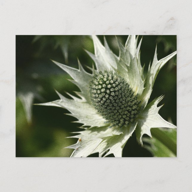 Sea Holly Vykort (Framsida)