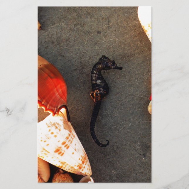 Sea Horse Brevpapper (Framsida)